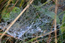 Parki i ogrody ziemi wieluńskiej - Załęczański Park Krajobrazowy - jeden z najpiękniejszych parków w Polsce, bo otulający zakole Warty